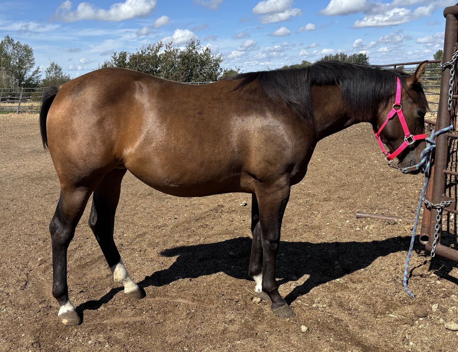 2025 Bay APHA Registered Filly "Reba"