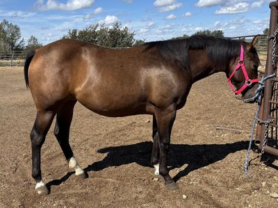 2025 Bay APHA Registered Filly "Reba"