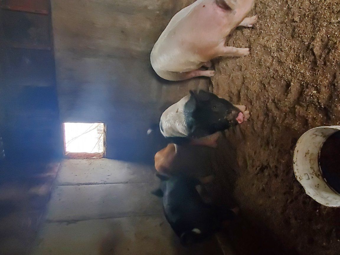 Home-Raised Pigs – Ready to Go
