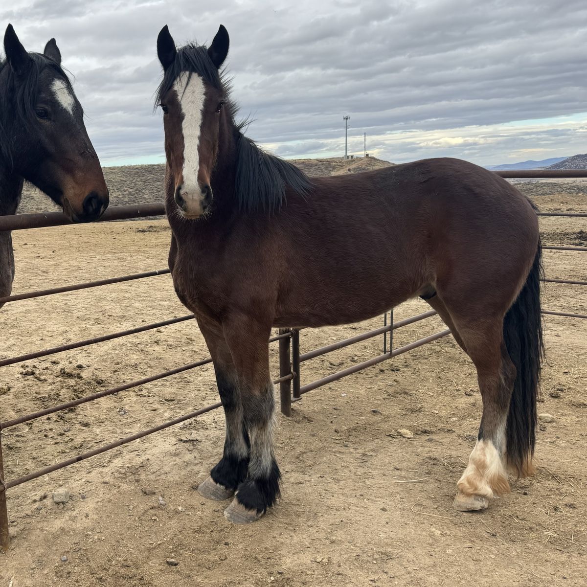 2 Year Old Half Draft Gelding