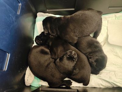 Rottweiler Mix Puppies