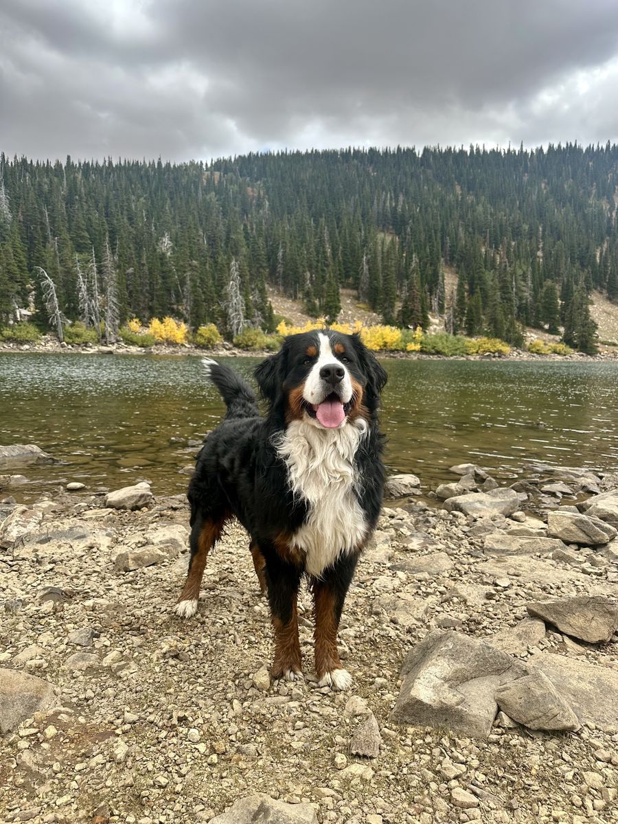 AKC Bernese Mountain Dog Stud