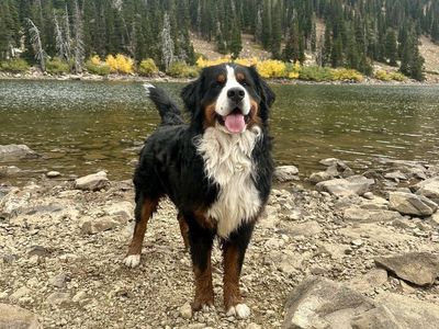 AKC Bernese Mountain Dog Stud