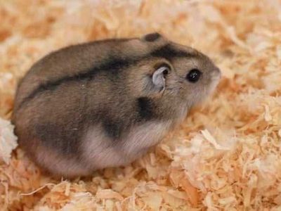 Adorable Winter White Dwarf Hamster - Healthy & Playful Pet