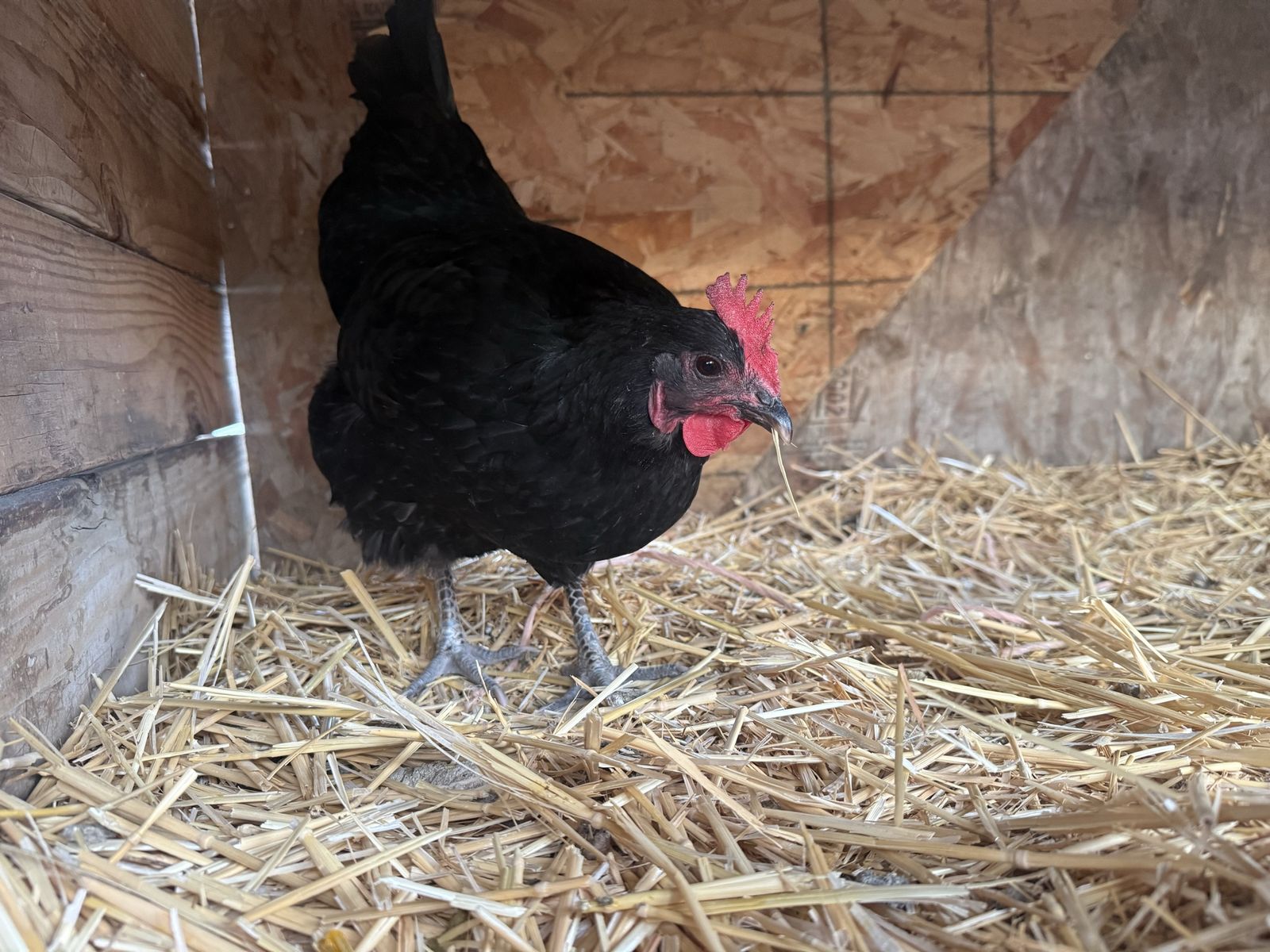 Laying Hens for Sale
