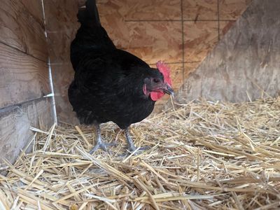 Laying Hens for Sale