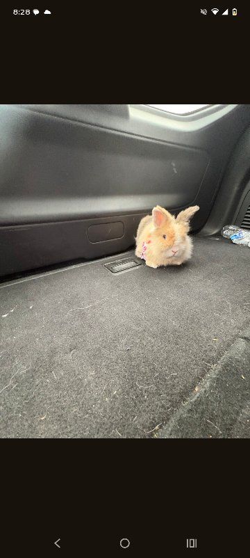 lost bunny