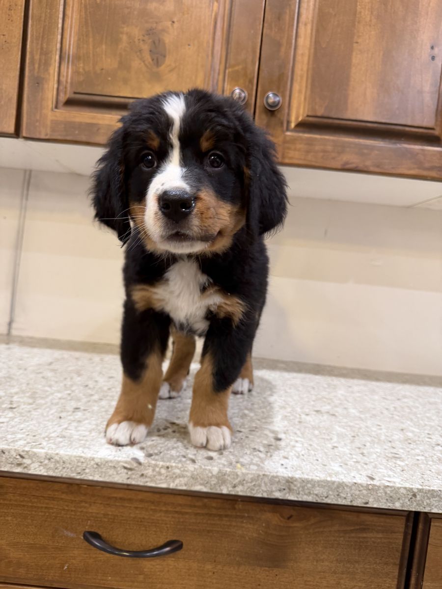 Sweet little angel looking for a loving home. Bernese Mountain dog puppy