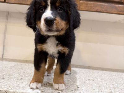 Sweet little angel looking for a loving home. Bernese Mountain dog puppy
