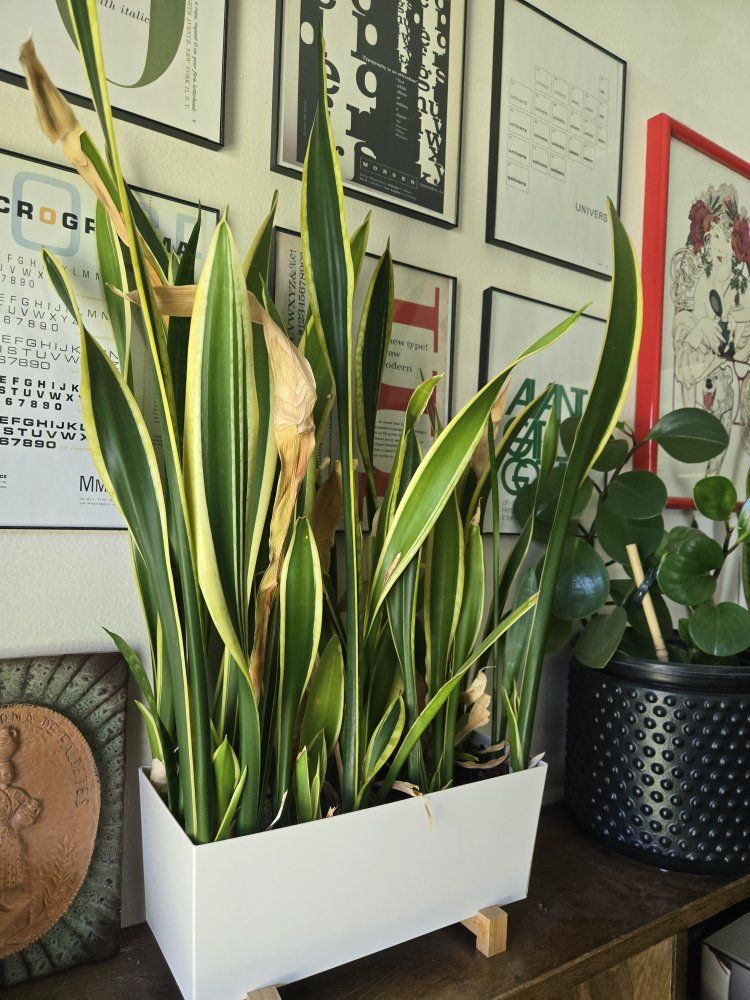 Three Snake Plant (Sansevieria) varieties with white pots - Live Houseplants