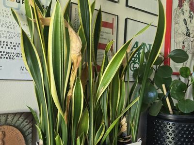 Three Snake Plant (Sansevieria) varieties with white pots - Live Houseplants