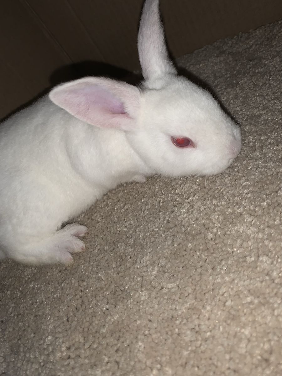 Baby Standard Rex Rabbits