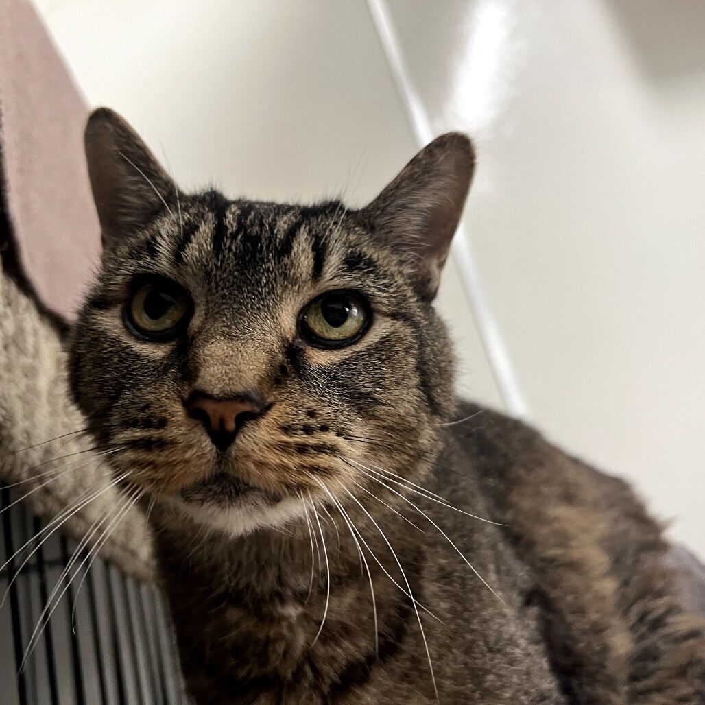 Hello my name is Tutuola