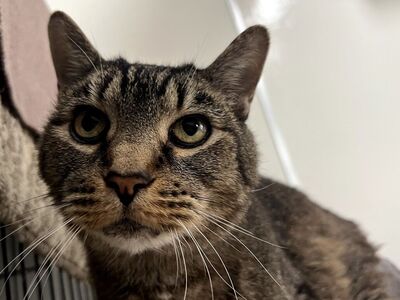 Hello my name is Tutuola