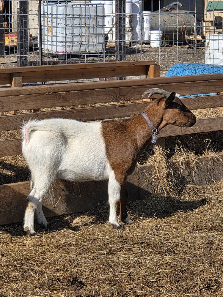 nice wether goat