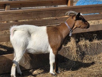 nice wether goat