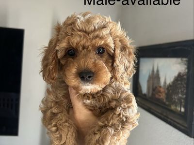 Golden Cavapoo puppies Male and female