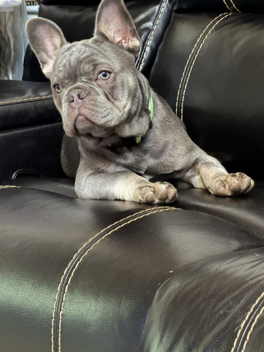 French Bulldog stud