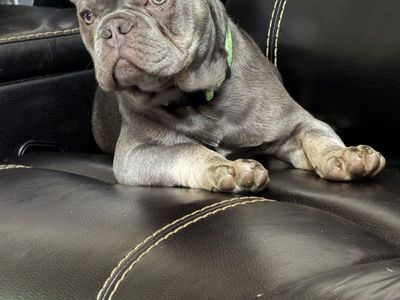 French Bulldog stud