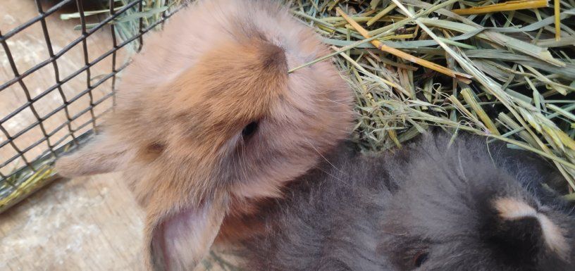 Shadow Cottontailè Bunnies For Sale