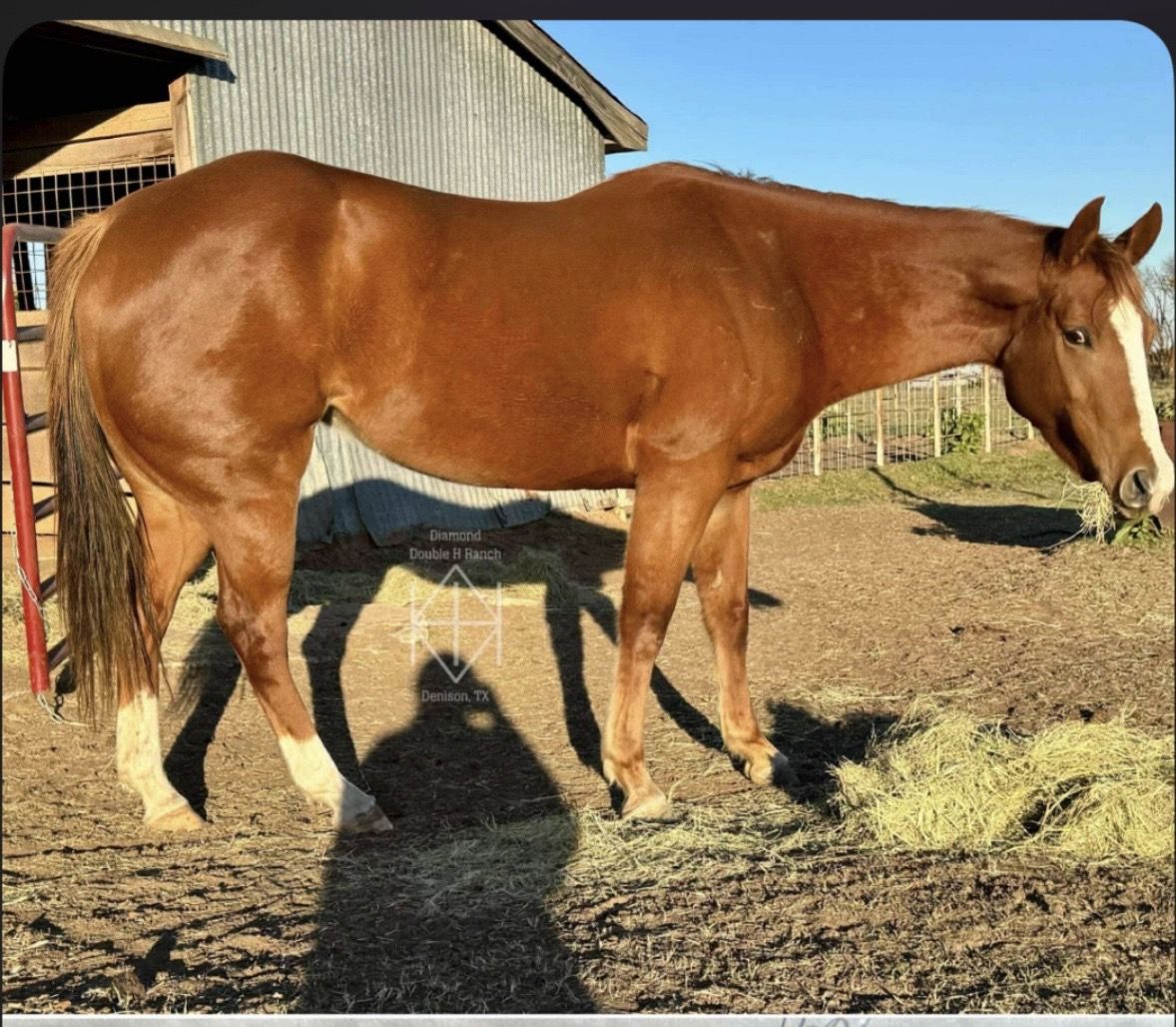 7yo maiden mare/project horse