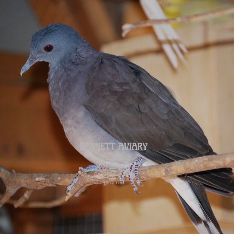 Malagasy Turtle Doves