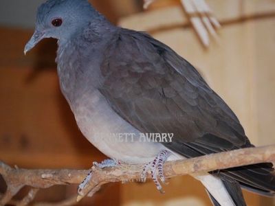 Malagasy Turtle Doves