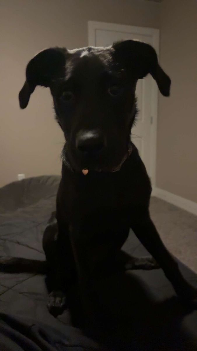Ily: 1-Year-Old Female Lab/Border Collie Mix - High Energy, Dog-Friendly, Basic Training free