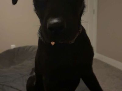 Ily: 1-Year-Old Female Lab/Border Collie Mix - High Energy, Dog-Friendly, Basic Training free