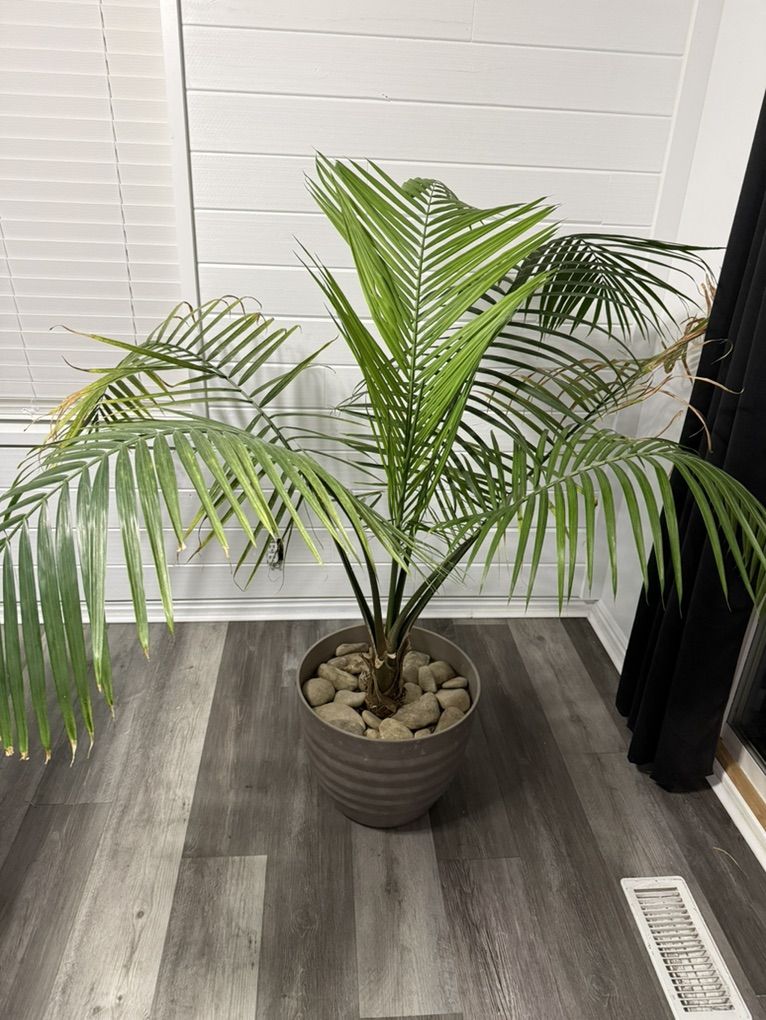 Palm Plant