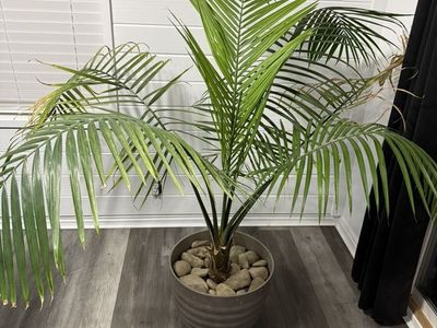 Palm Plant