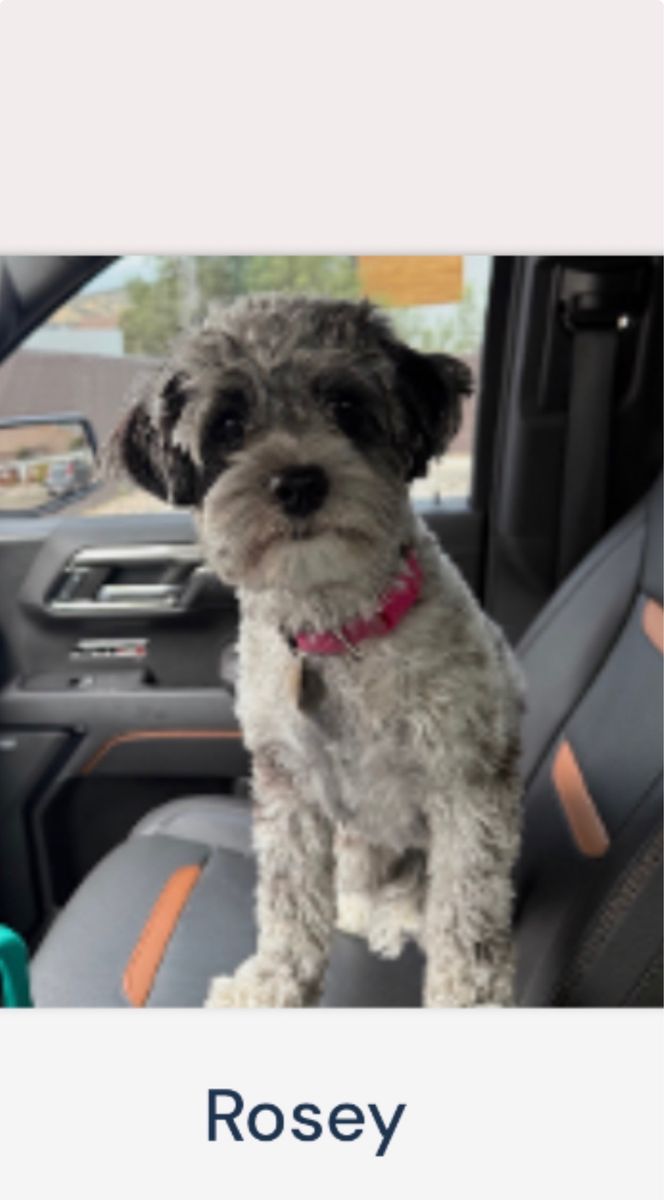 Missing Rosie