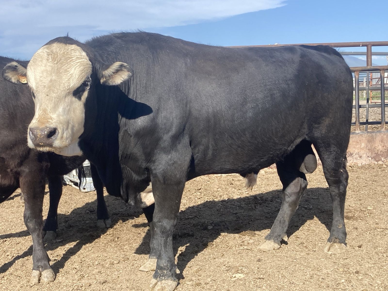 Wagyu and Magnum Bulls For Lease