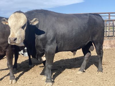 Wagyu and Magnum Bulls For Lease