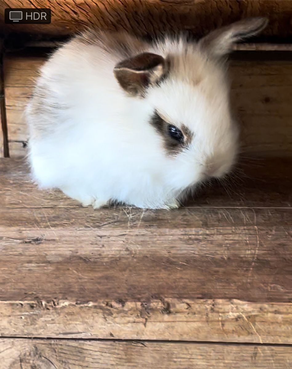 Bunnies for trade