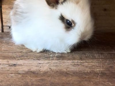 Bunnies for trade