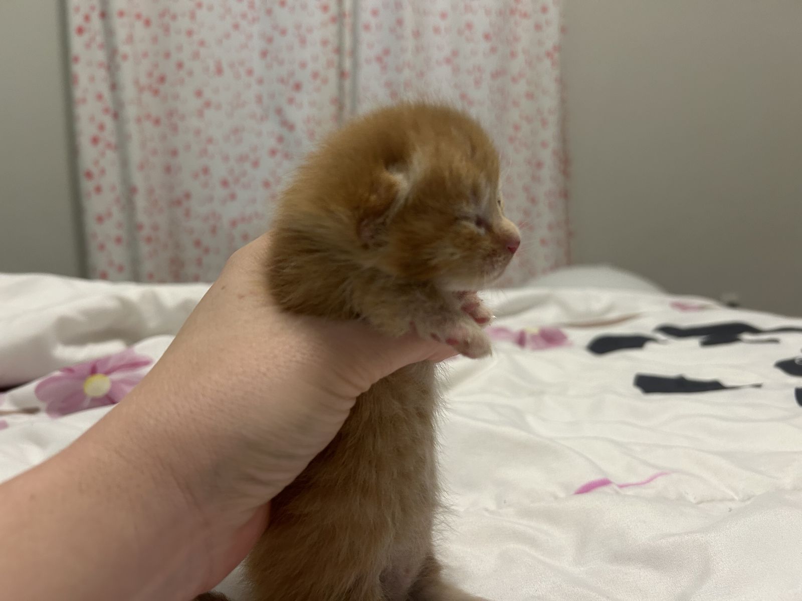 Male Orange Blue Munchkin Tabby