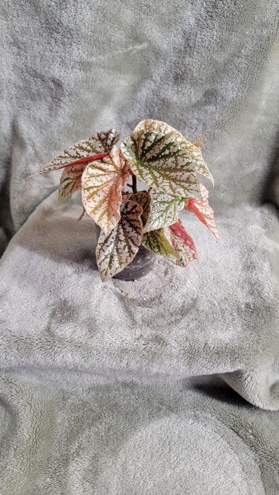 Pink Snow Capped Begonia