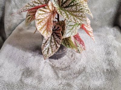 Pink Snow Capped Begonia
