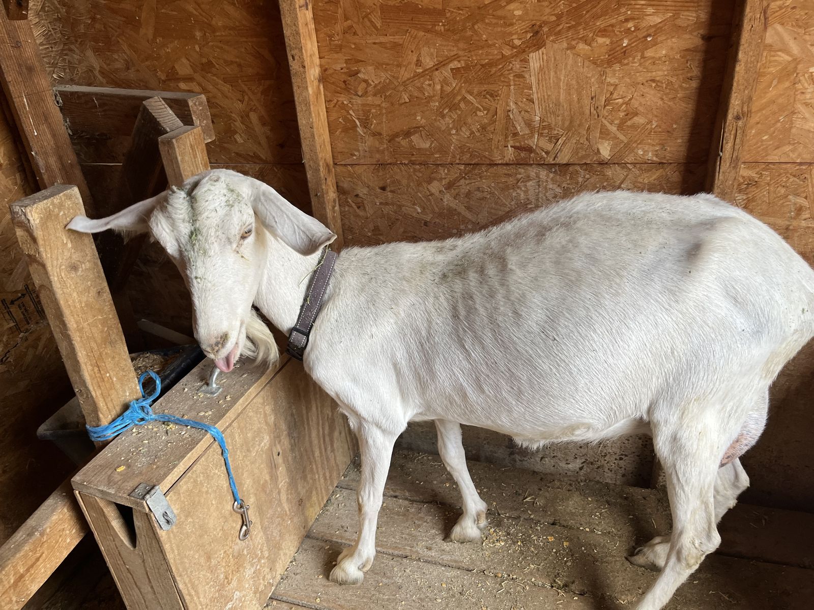 Sweet Saanen/ Nubian Doe in milk