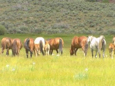HORSES Yearling and Two-Year-Old Colts and Fillies