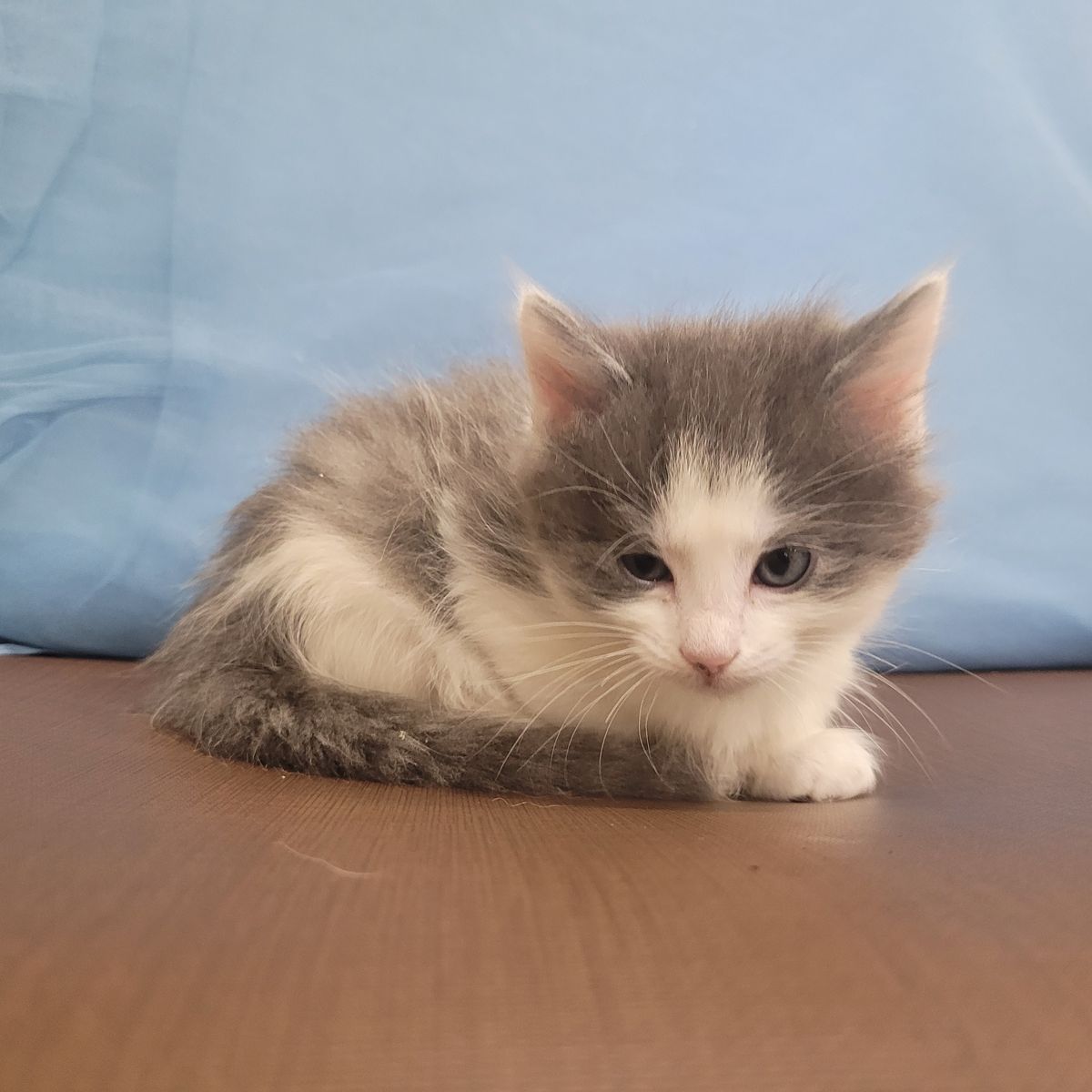 6 week old kittens!