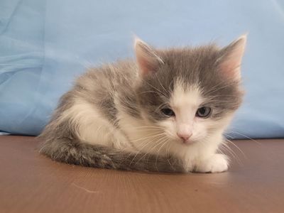 6 week old kittens!