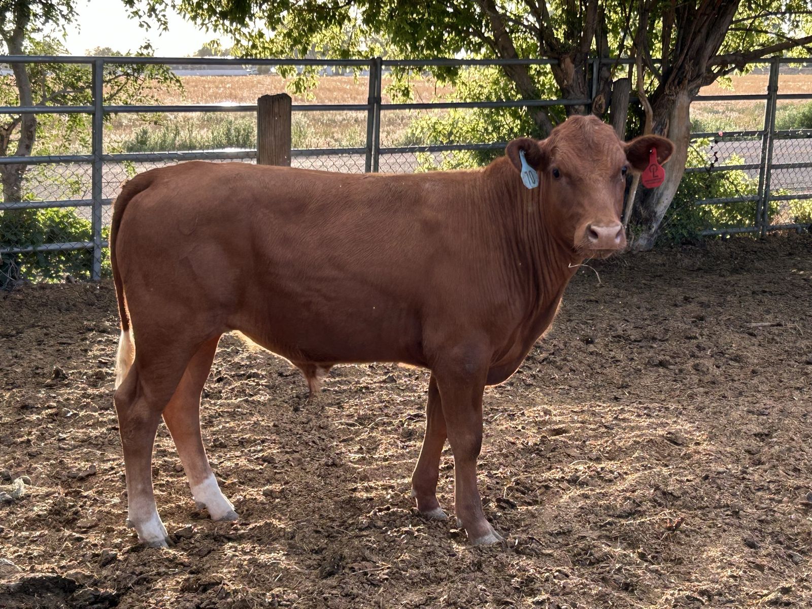 Red steer 380 lbs