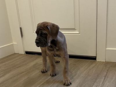 Iccf Cane Corso female