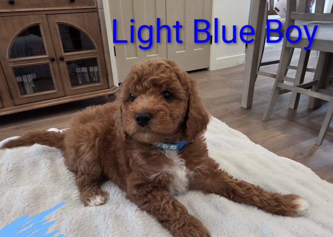 Toy/Mini Goldendoodle Puppies