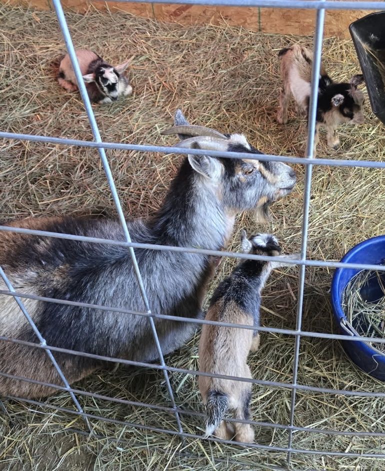 Goat Kids - Variety of Ages and Colors Available