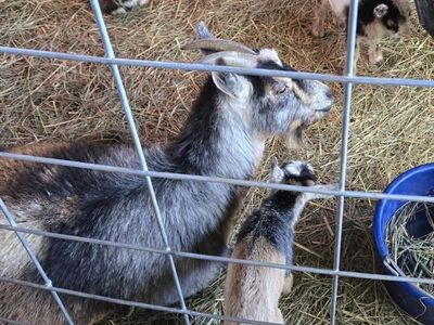 Goat Kids - Variety of Ages and Colors Available
