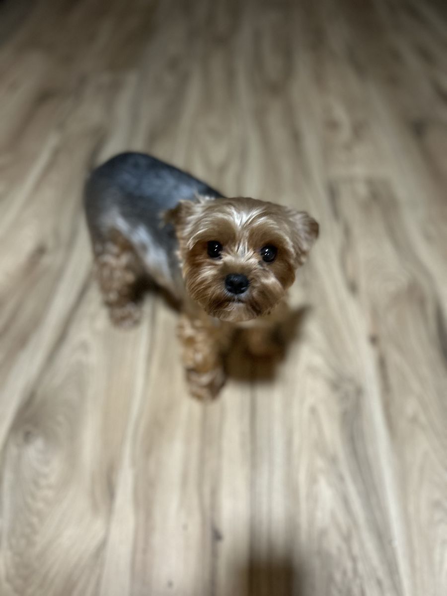 2 year old purebred Yorkshire terrier