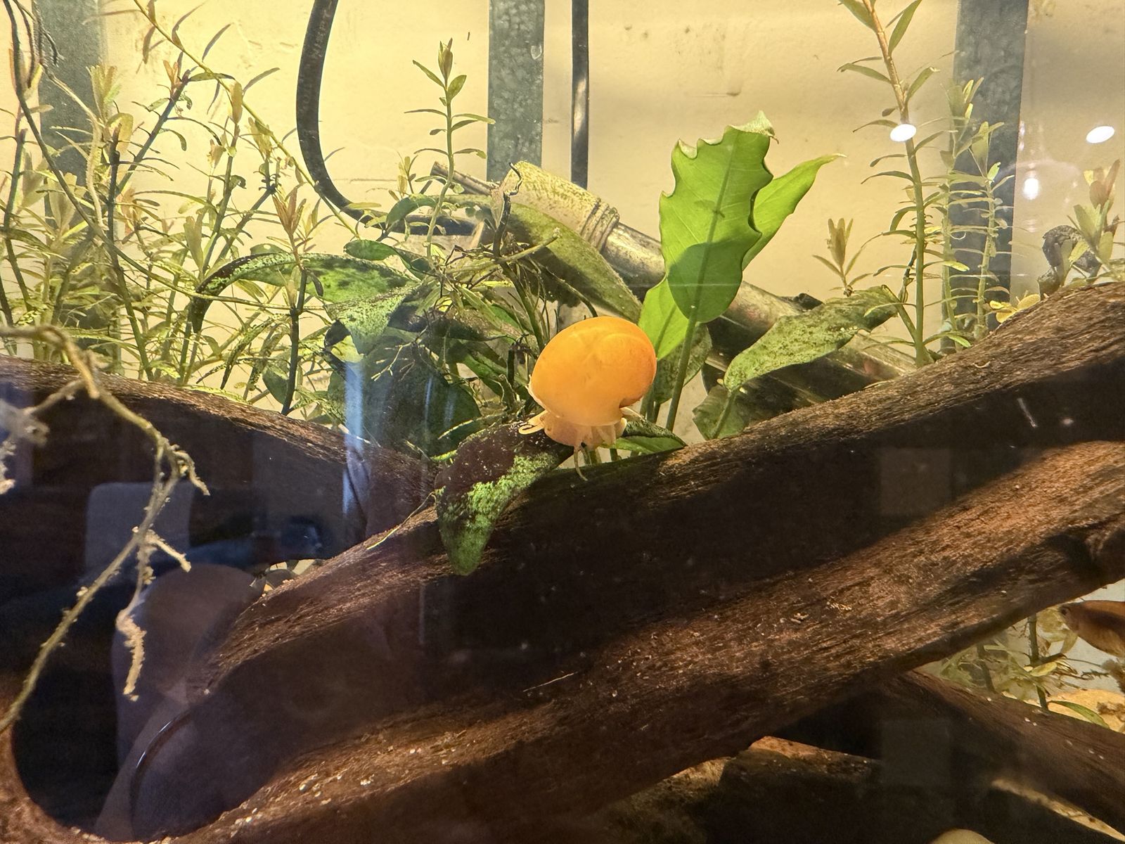 Gold Inca Mystery snails
